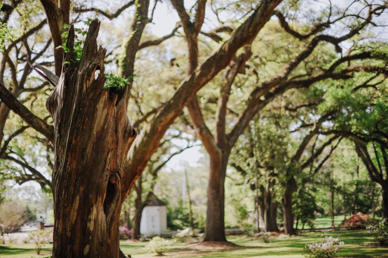 Bed and Breakfast The Myrtles Plantation à Saint Francisville Extérieur photo